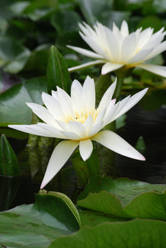 蛇生肖与六合彩彩票组合